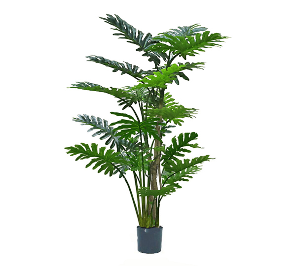 Philodendron 'giant-leaf' 1.8m delux